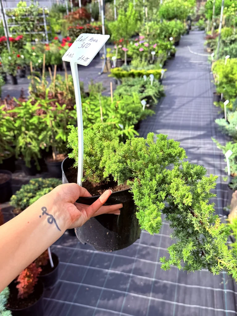 Lush greenhouse filled with various plants.