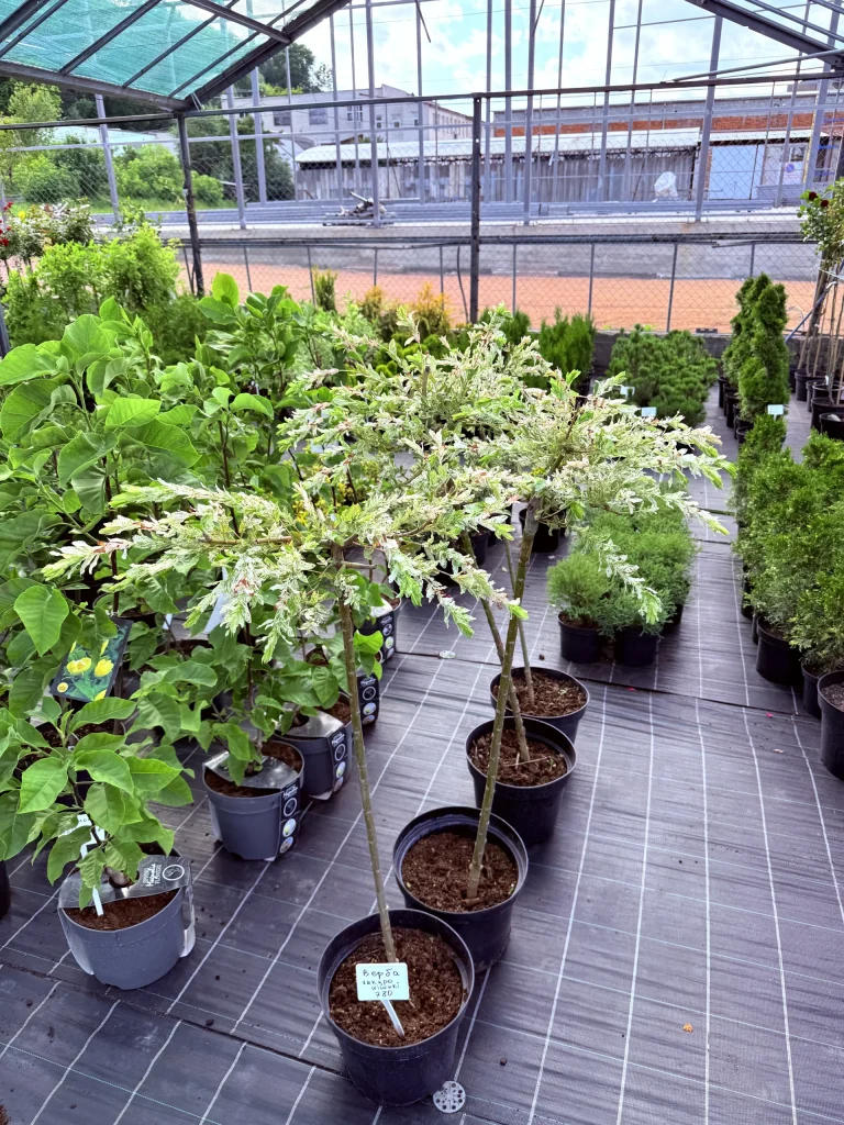 Lush greenhouse filled with various plants.