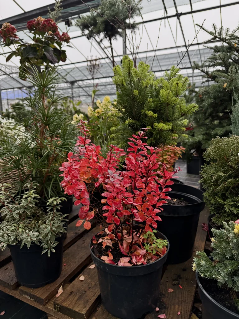 Lush greenhouse filled with various plants.