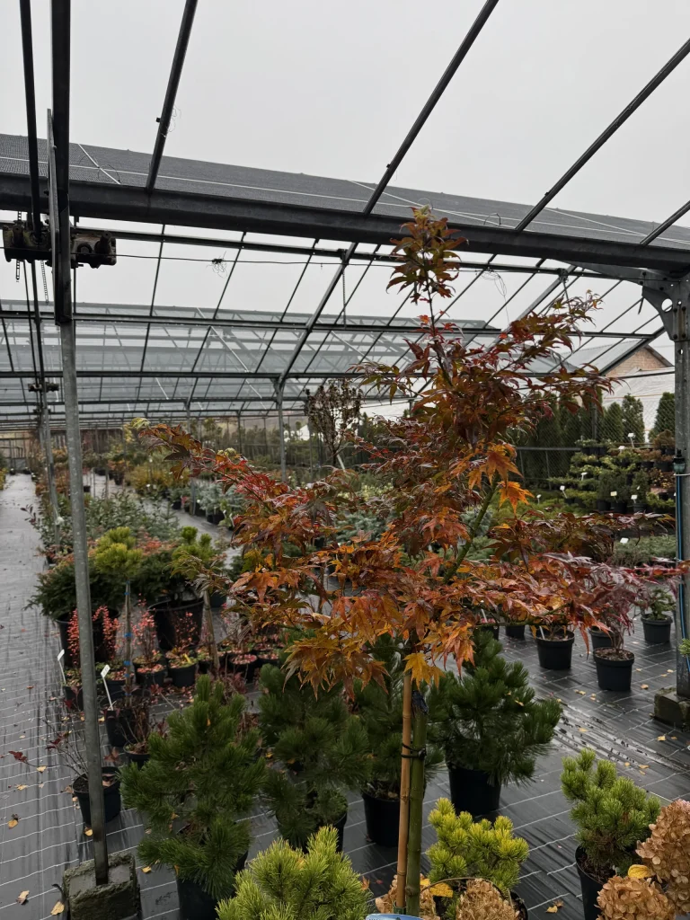 Greenhouse filled with various plants.