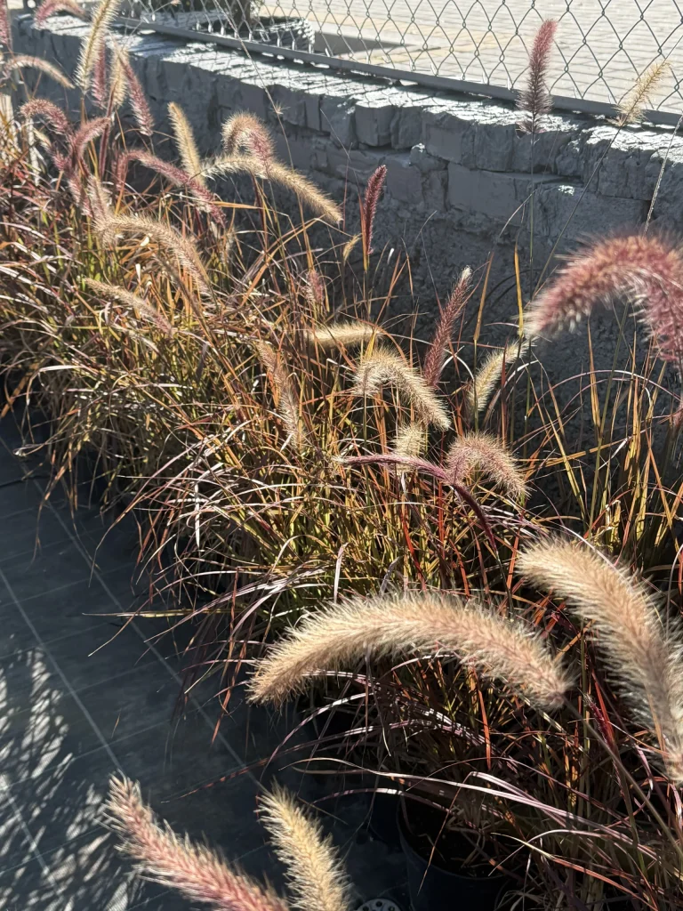 Tall grasses with feathery tips.